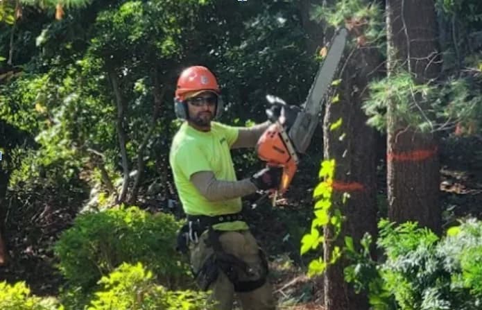 Certified arborist pruning tree branches with professional equipment for optimal tree health