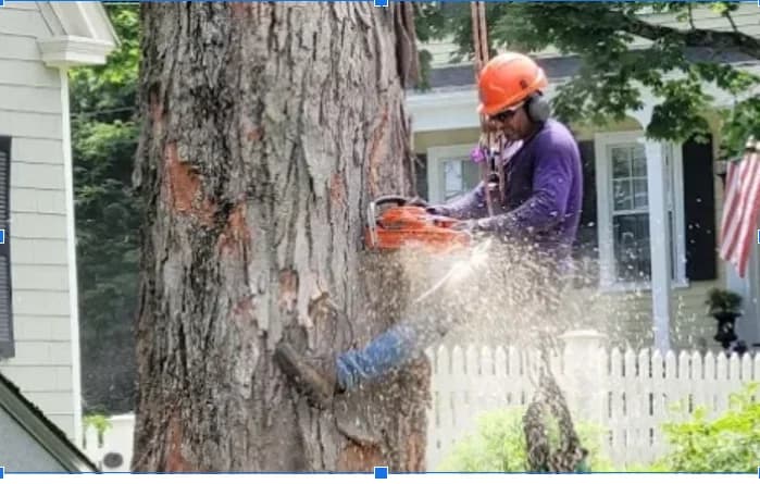 Professional tree removal service in Billerica MA - McDonald Tree Service