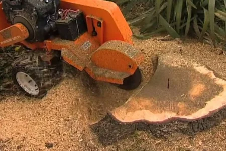Best for Tree Removal