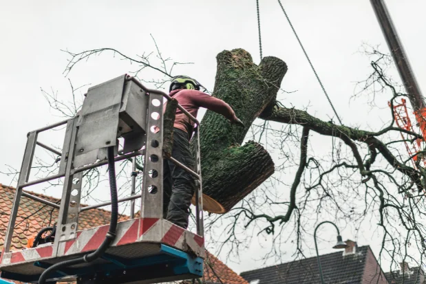 Emergency Tree Removal
