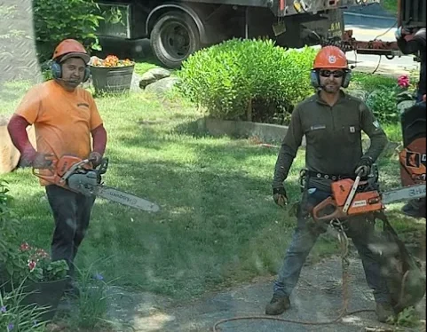 Mc Donald Tree Services
