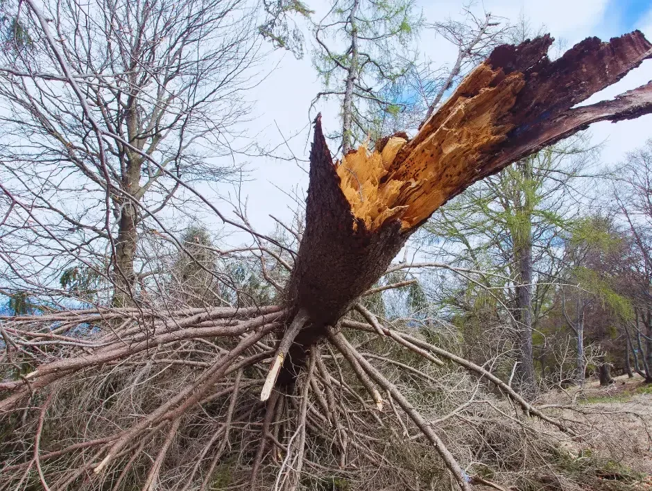 Old-Trees-Removal