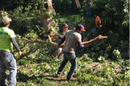 Reliable and Fair Tree Service