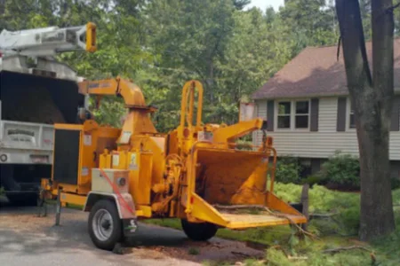 Tree Removal Expertise