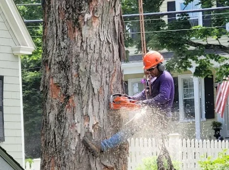Tree Removal Services