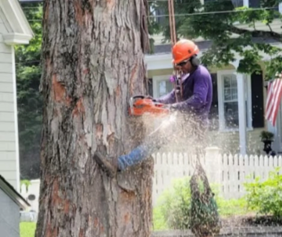 Why Regular Pruning Matters for Tree Health- Mc Donald Tree Services