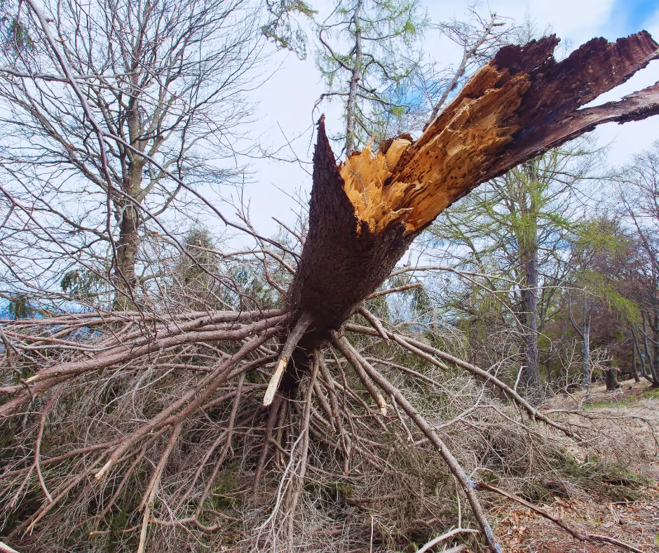 Why Remove Diseased Trees Massachusetts - Mcdonald Tree Services