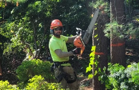 Pruning-amd-Trimming-Services-Mcdonaldtree