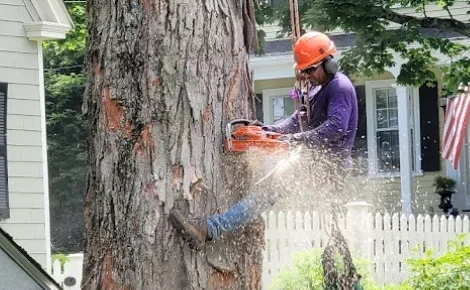 Tree-Removal-Services-Mcdonaldtree